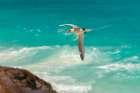 A white-tailed-or yellow-billed tropicbird in flight over clear blue water Seychelles Art Print